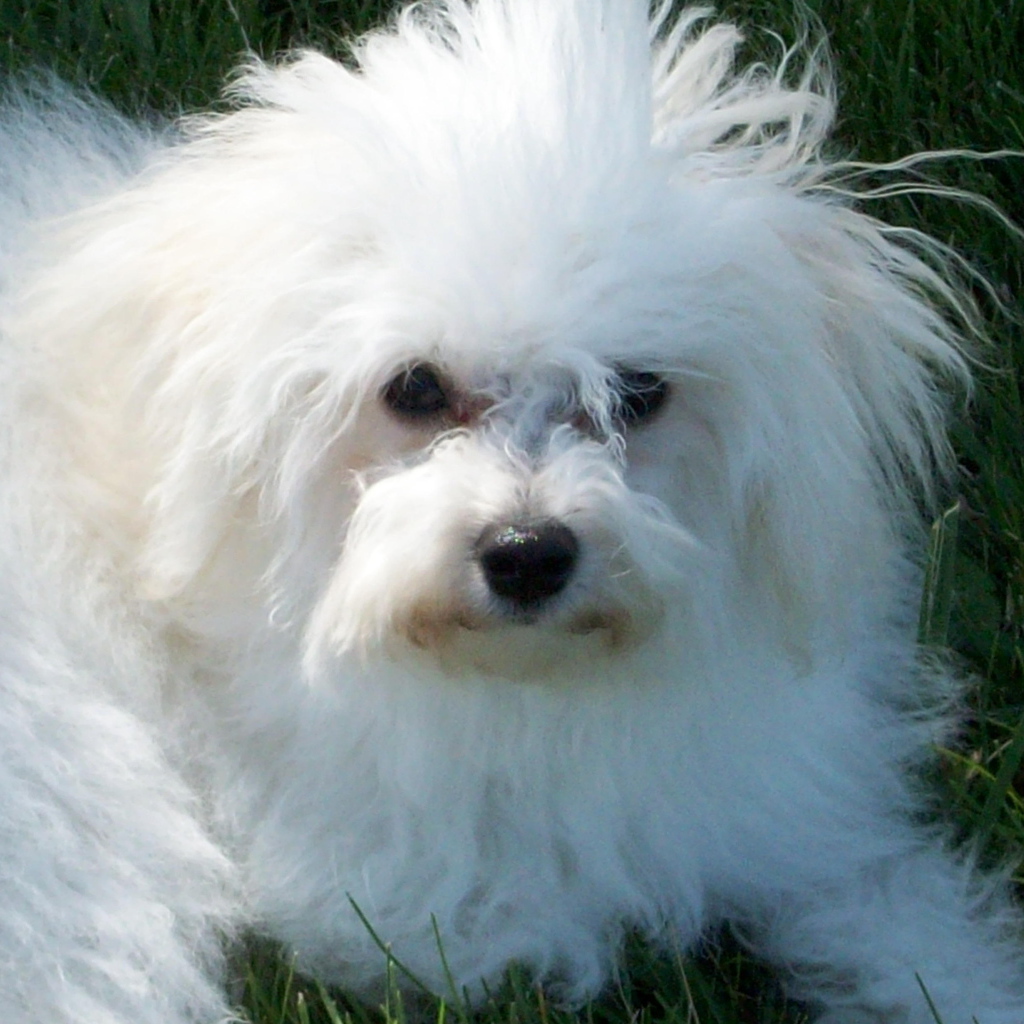 Недружелюбный взгляд болонки