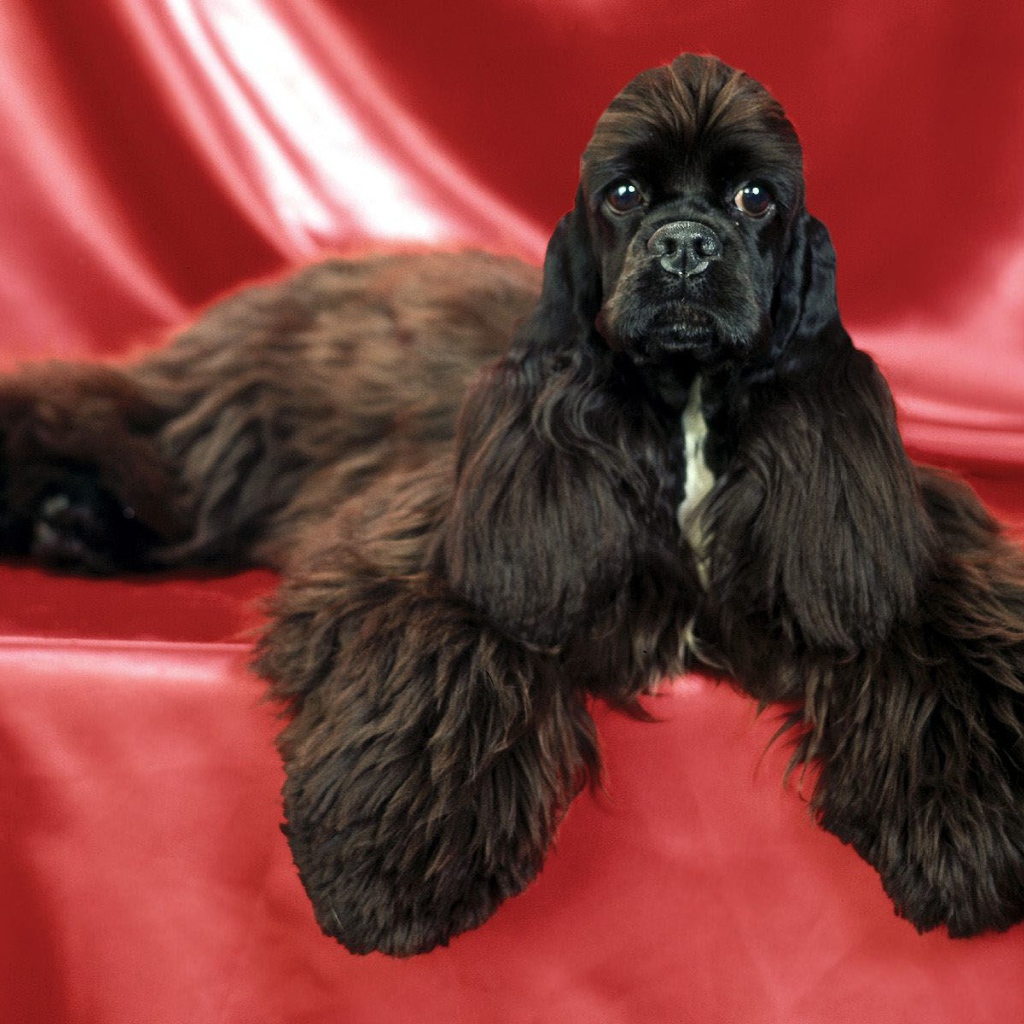 Необычный пес спаниель