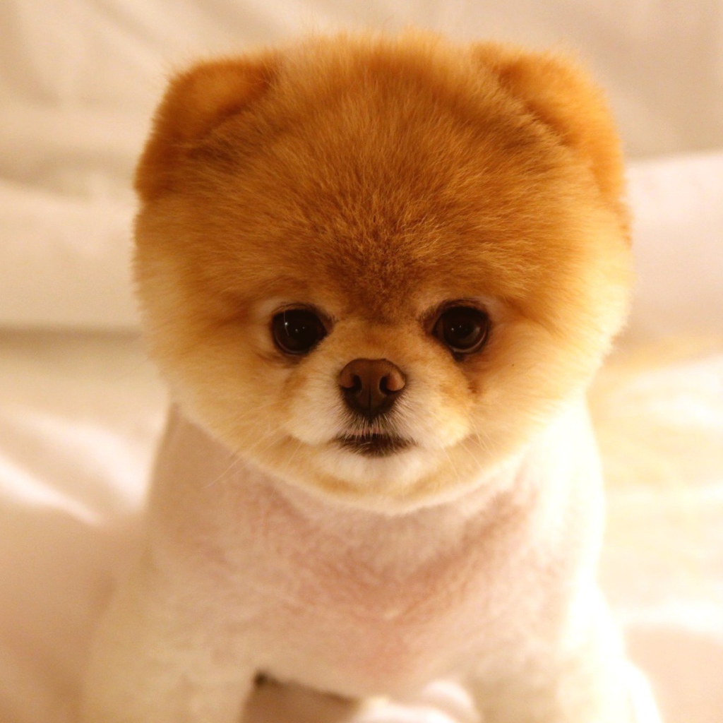 Необычная стрижка померанского шпица