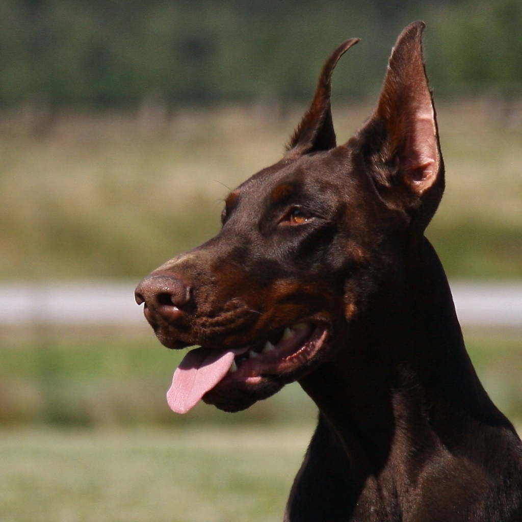 Красивый доберман