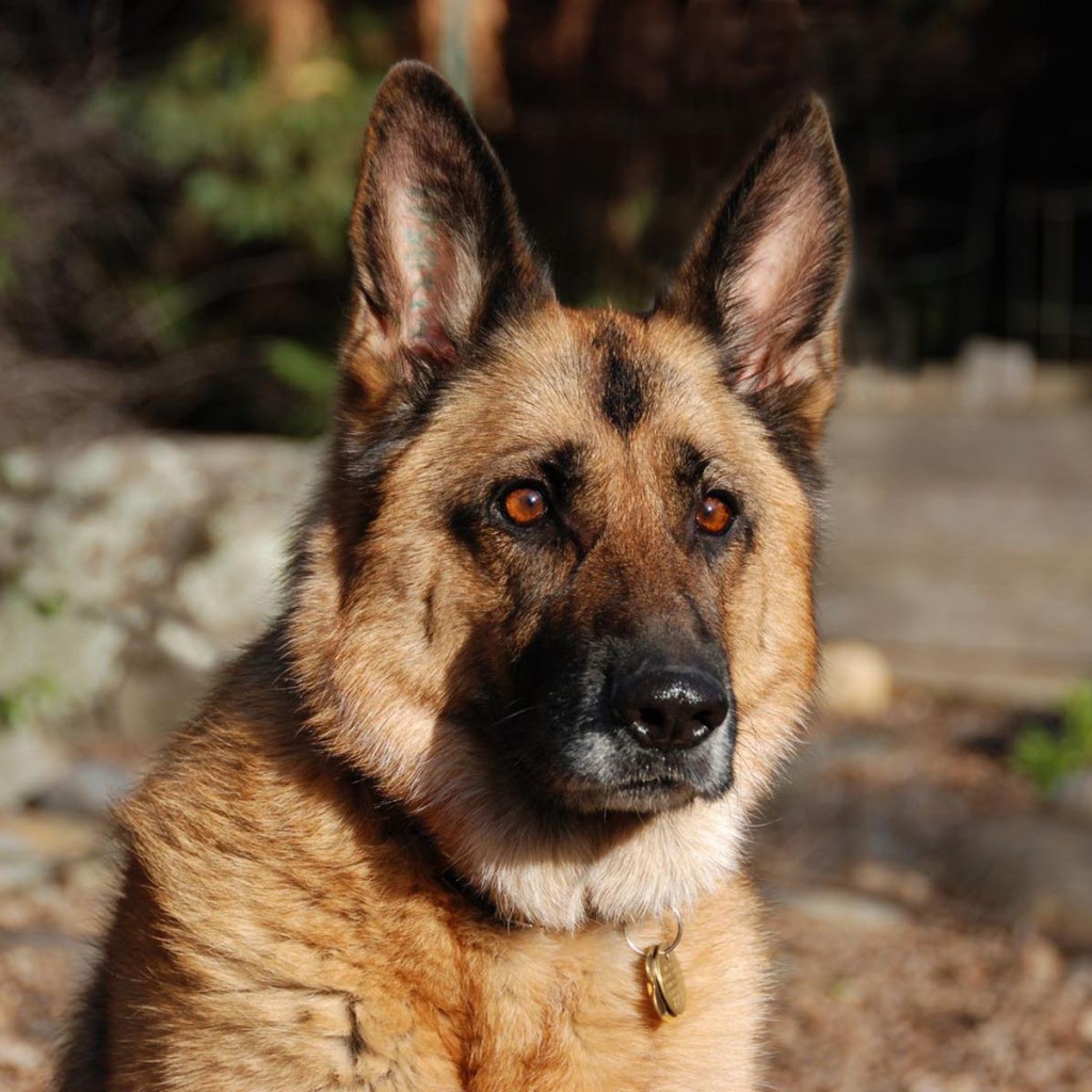 Взгляд немецкой овчарки