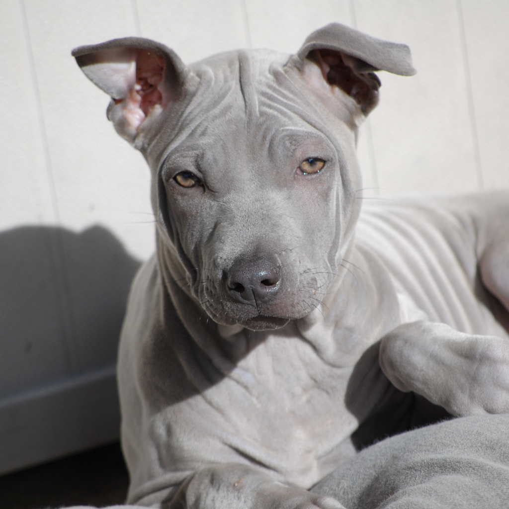 Взгляд тайского риджбека