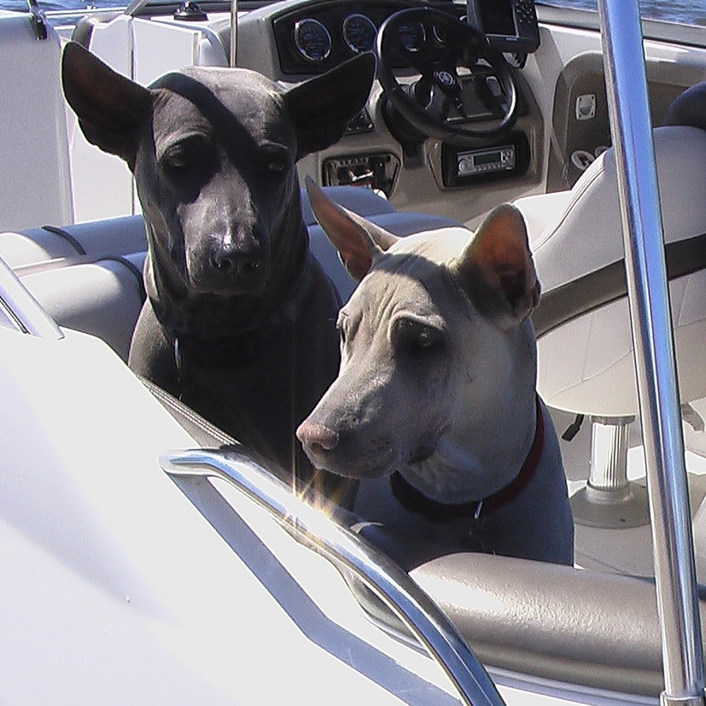 Прогулка тайских риджбеков на катере