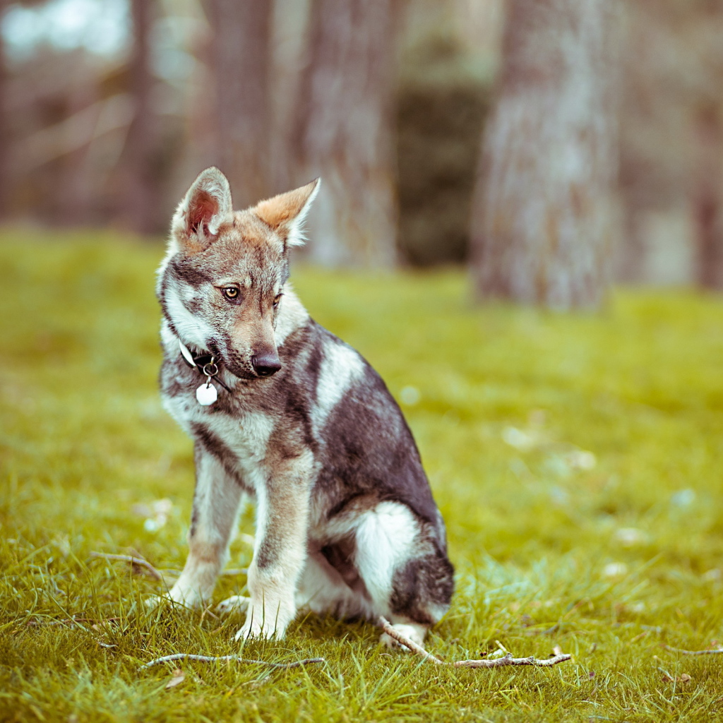 Прогулка в лесу