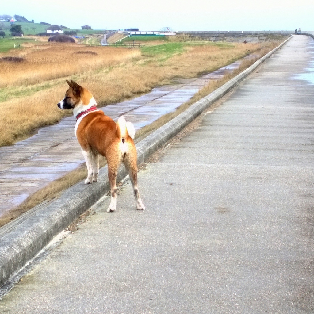 Прогулка американской акиты у моря