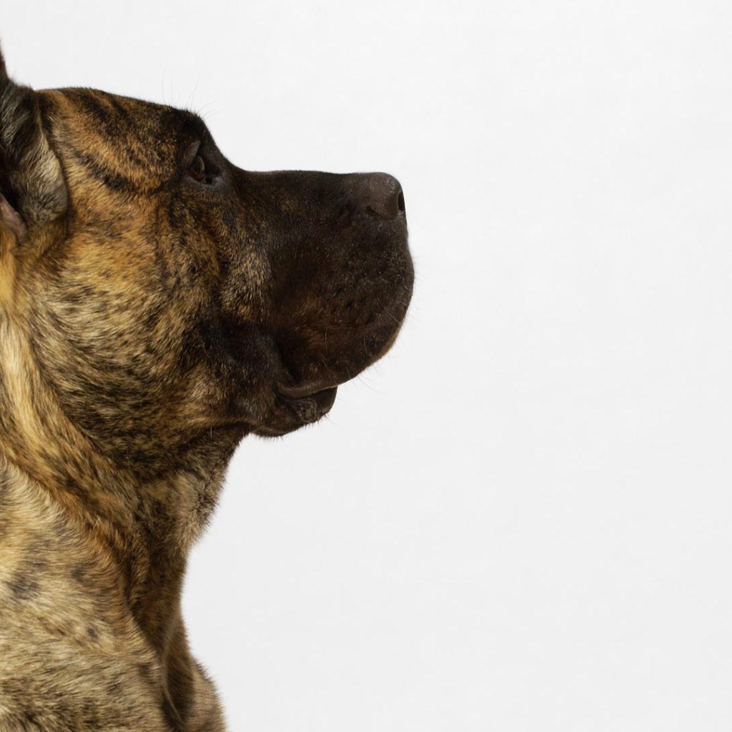 Обои с американским стаффордширским терьером