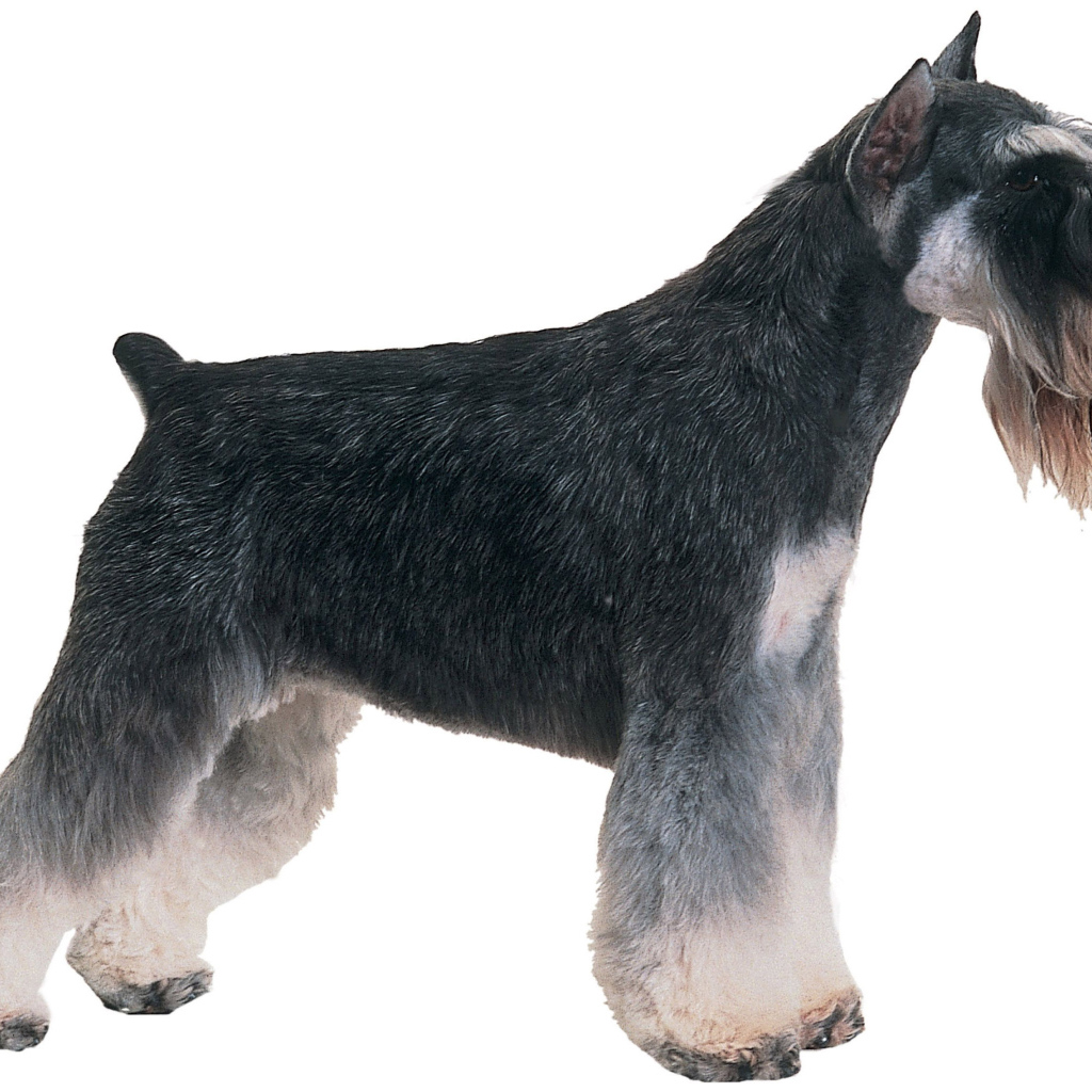 Обои с собакой шнауцером