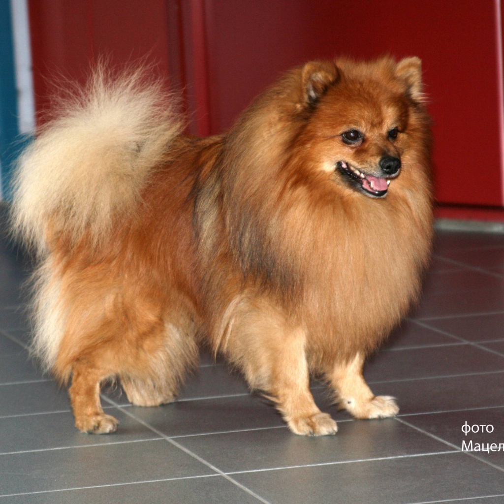 Ухоженный немецкий шпиц