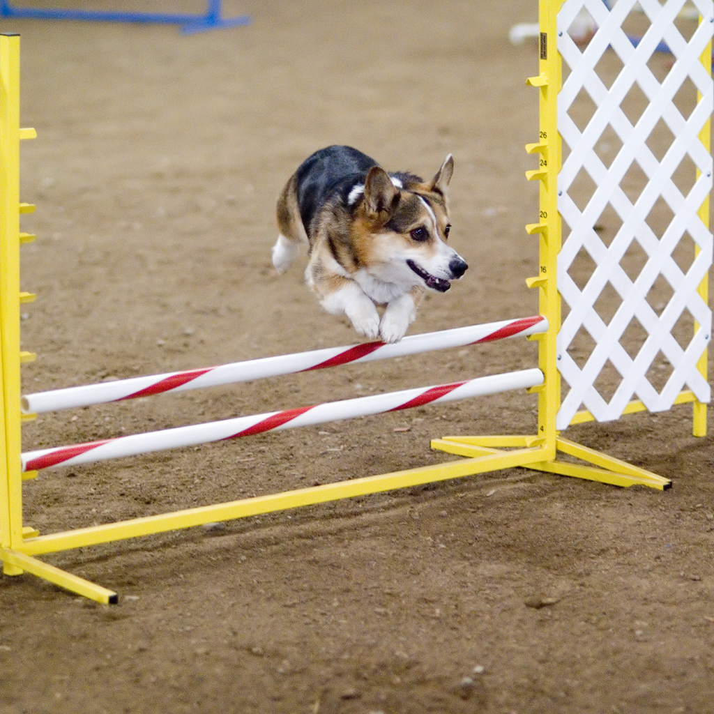 Вельш-корги спортсмен
