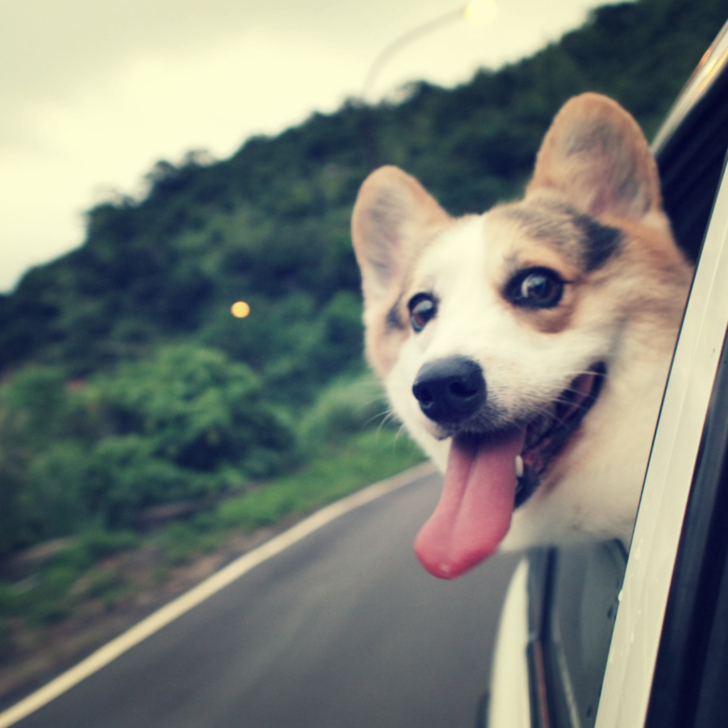 Вельш-корги смотрит в окно