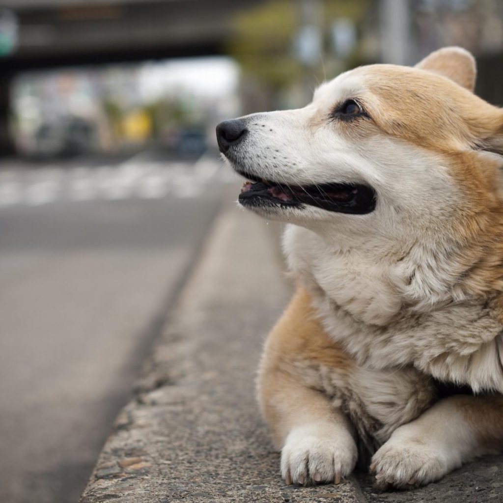Вельш-корги лежит на улице