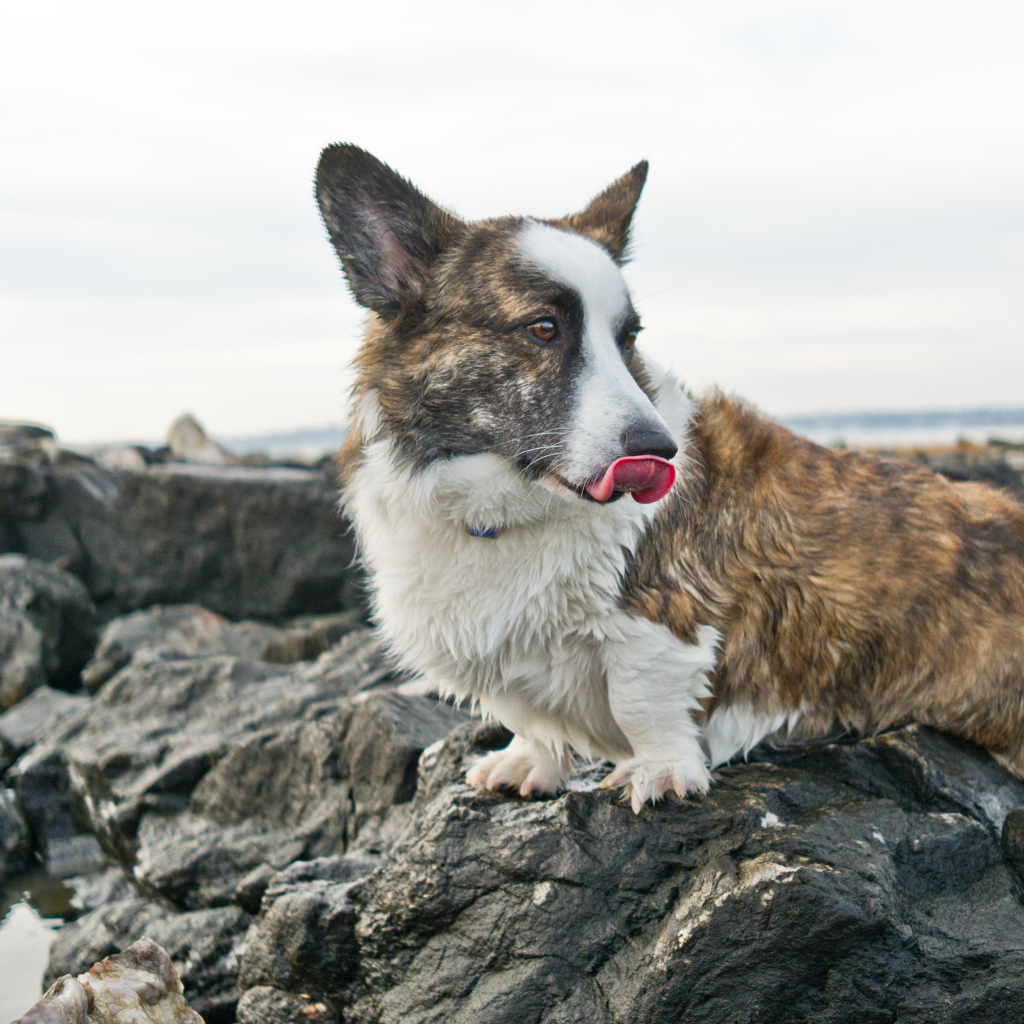 Вельш-корги на скалах