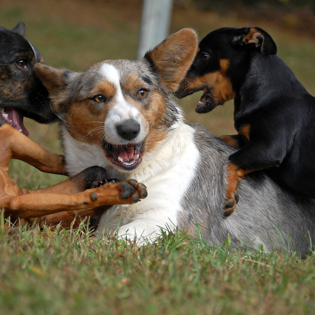 Вельш-корги играет с собаками