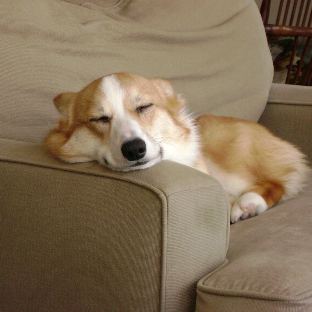 Вельш-корги спит на кресле