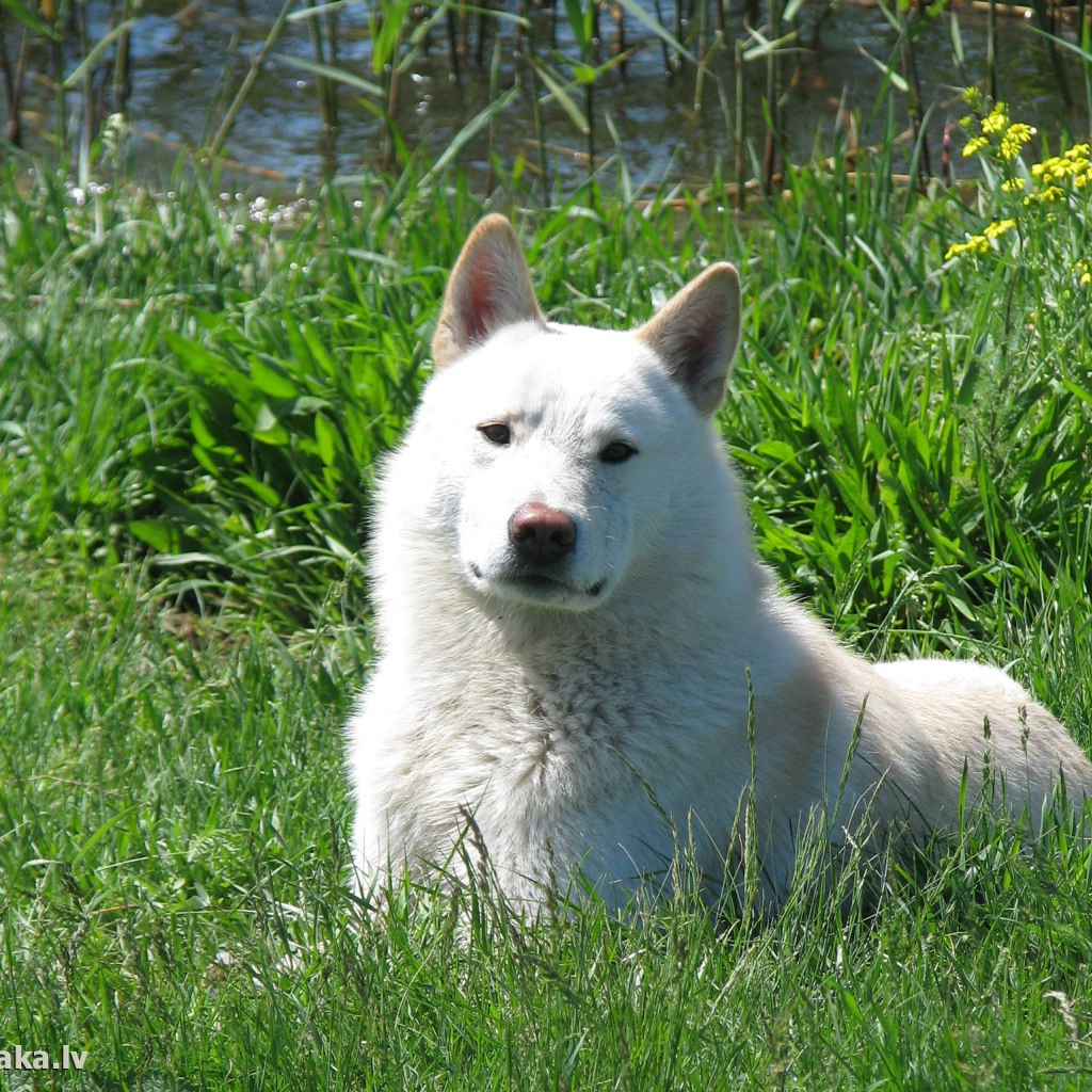 Западно сибирская лайка на траве