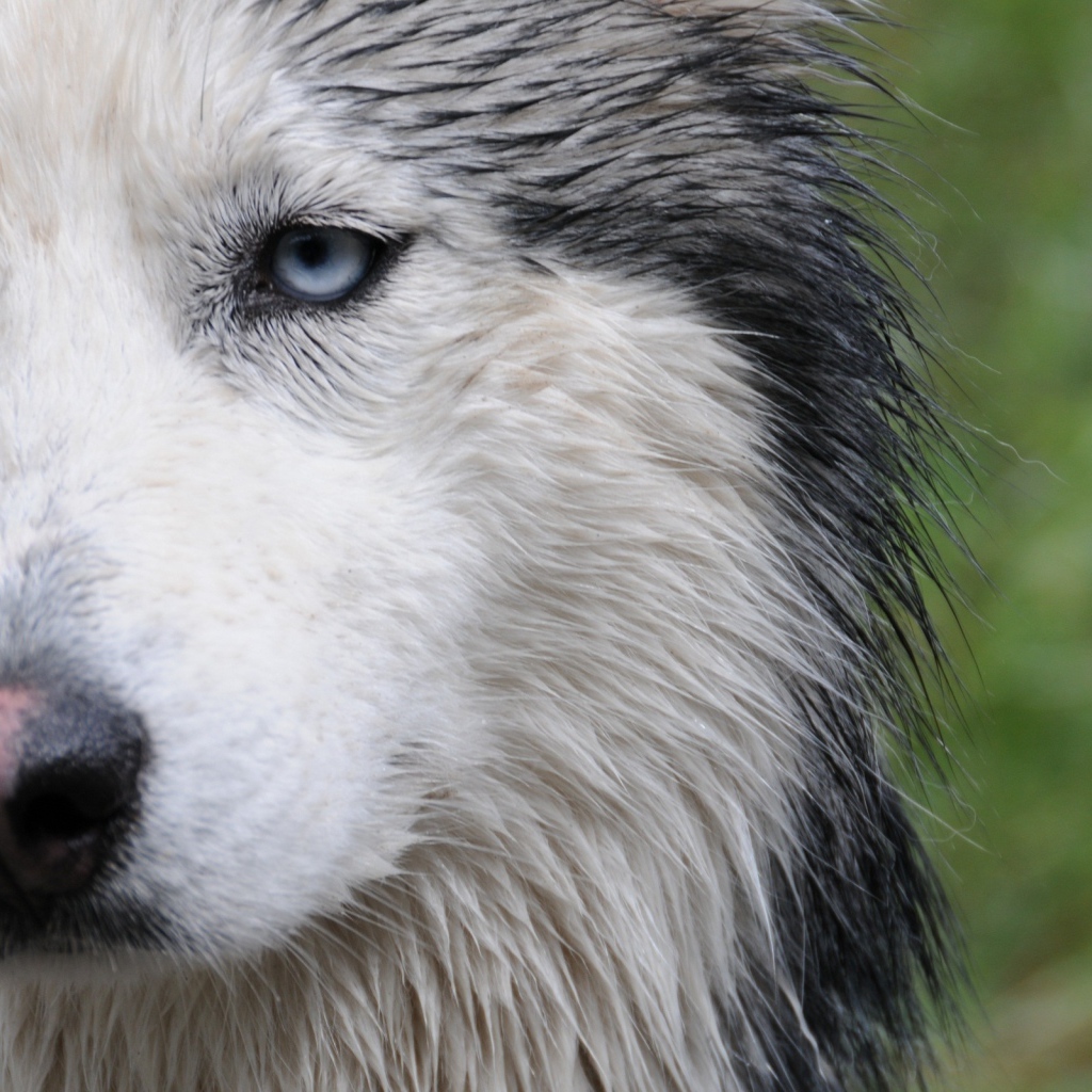 Мокрая собака лайка