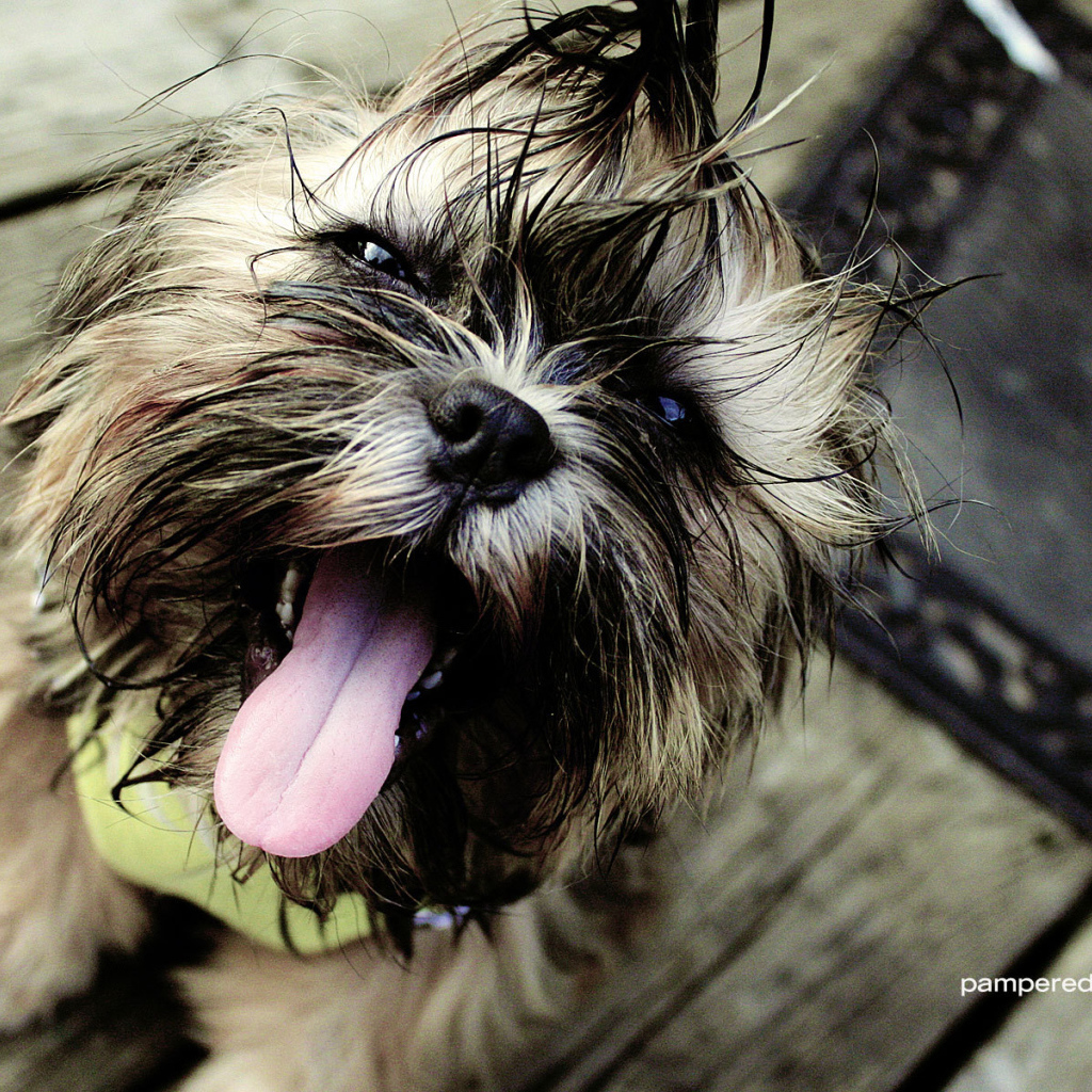 Мокрый пес шитцу