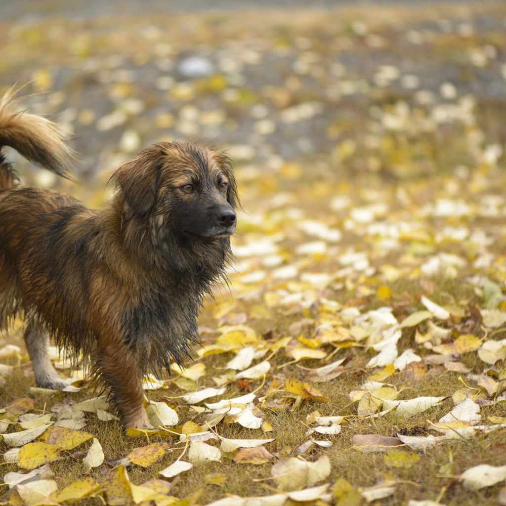 Мокрый лохматый пес