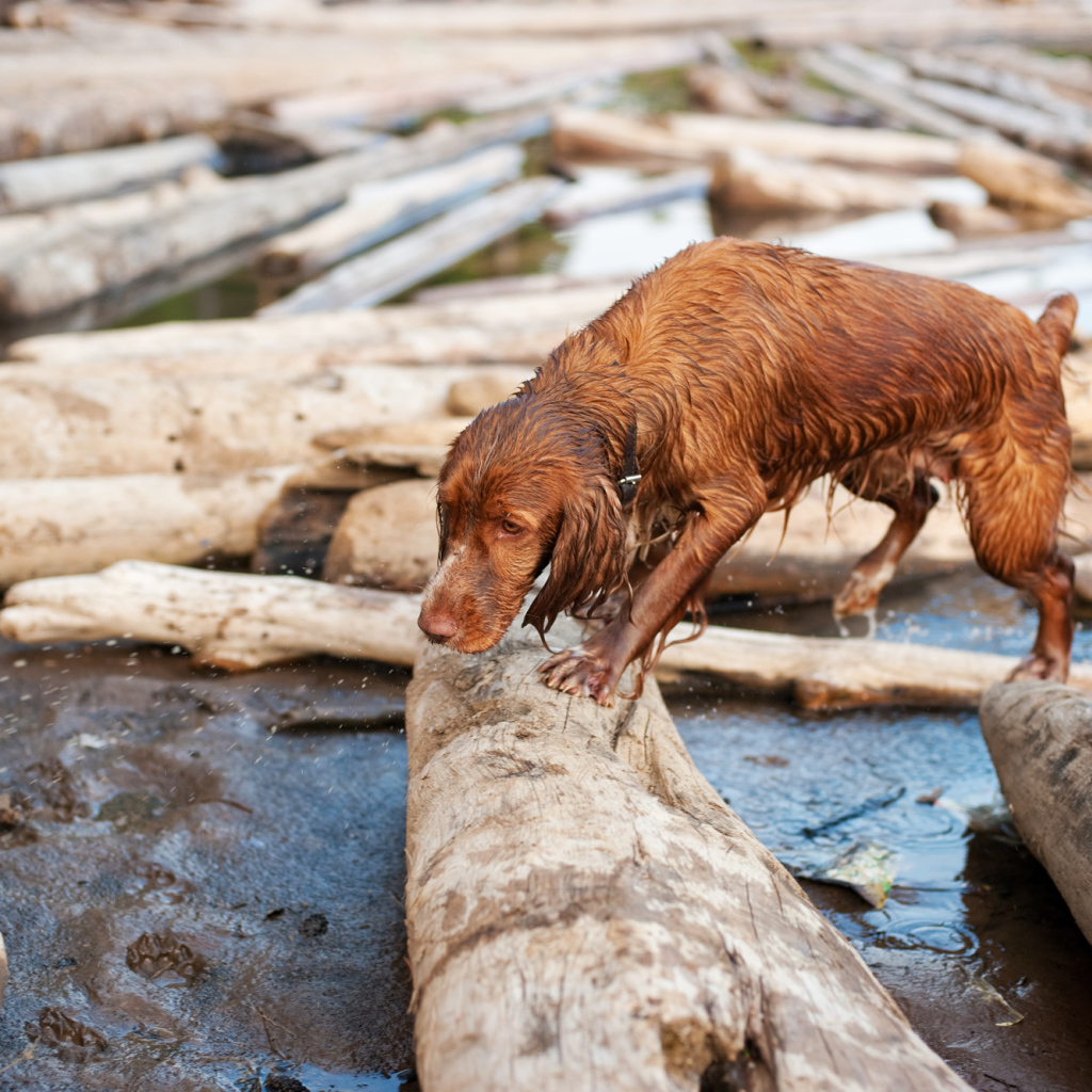 Мокрый спаниель на бревнах