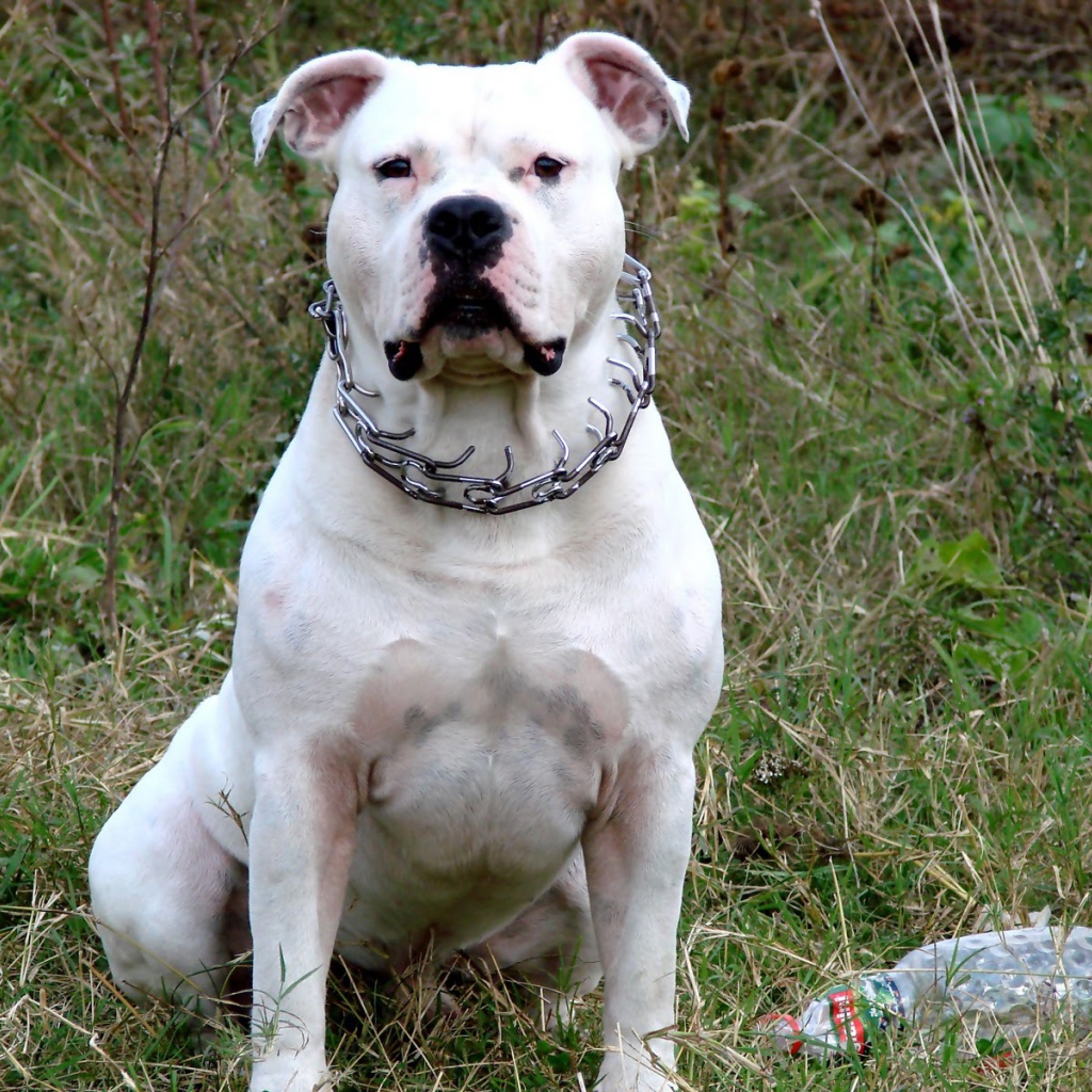 Белый американский стаффордширский терьер