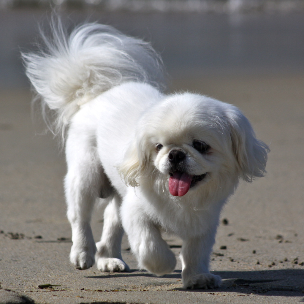 Белый пекинес на пляже