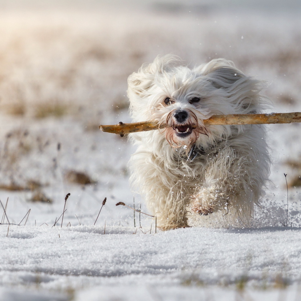 Белый пудель бежит по снегу