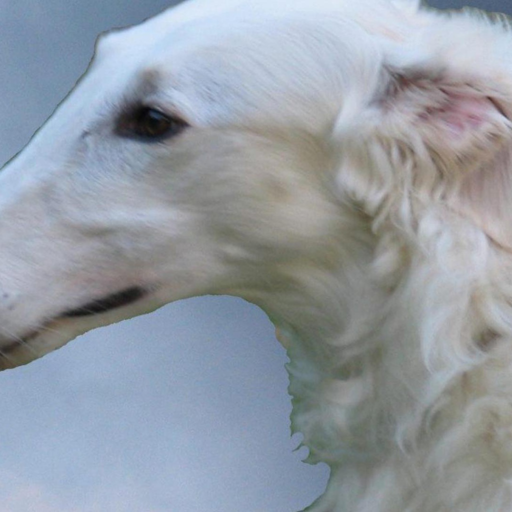 Белая русская борзая собака