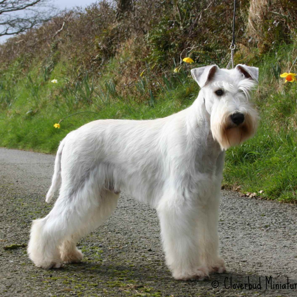 Белый шнауцер на тропе