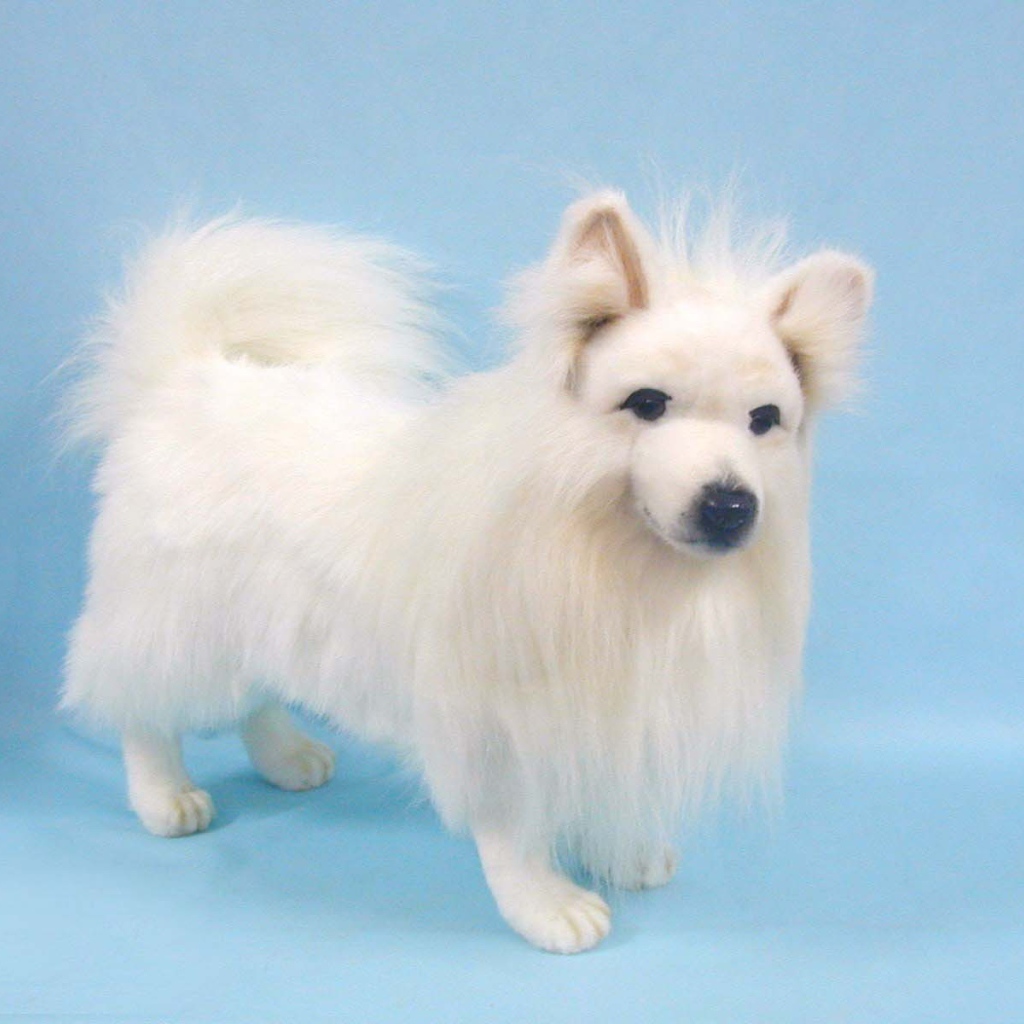 Белый шпиц на голубом фоне