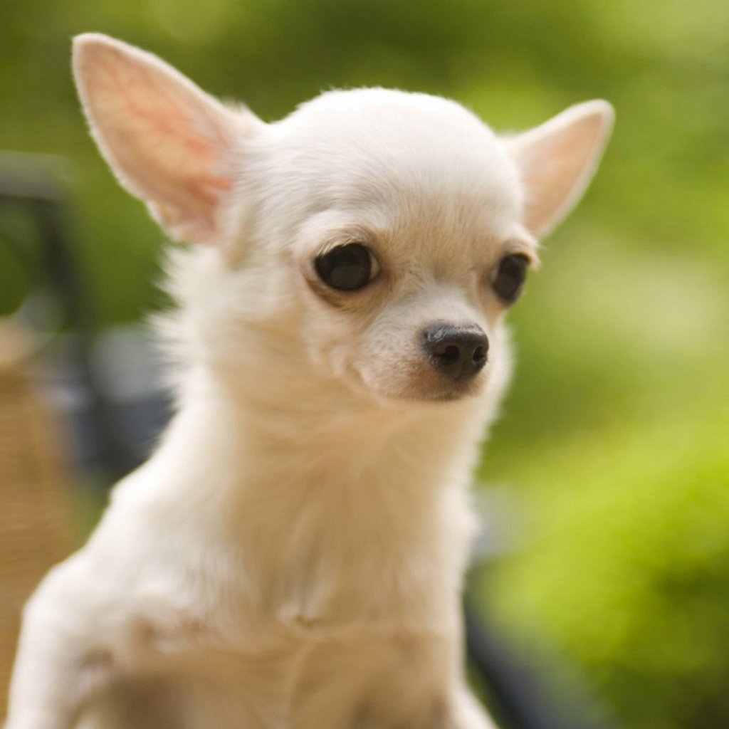 Белая чихуахуа на природе