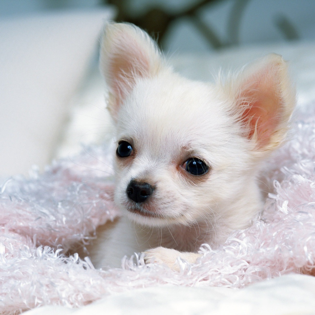 Щенок белой чихуахуа