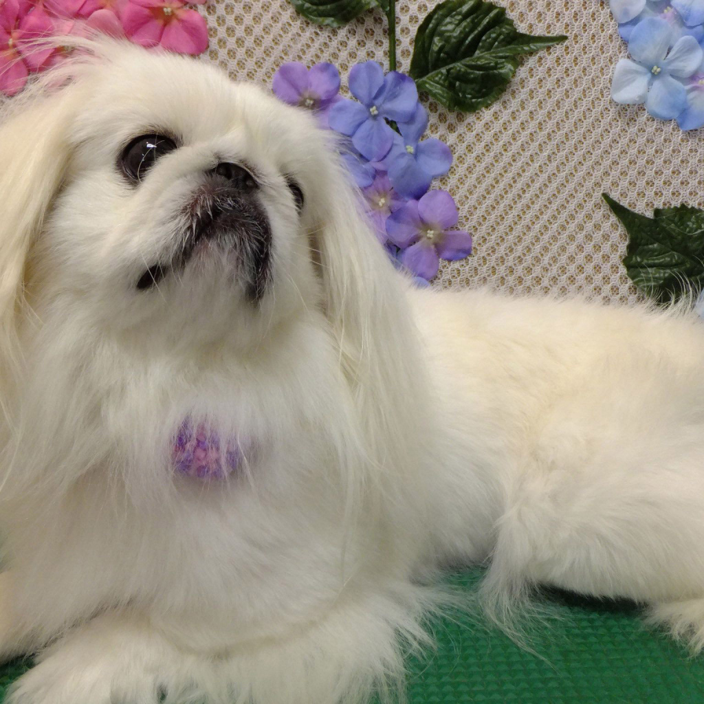 Белый причесанный пекинес