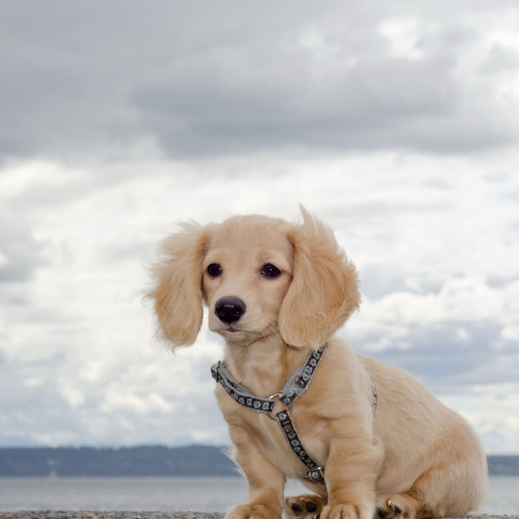 Белая такса на природе