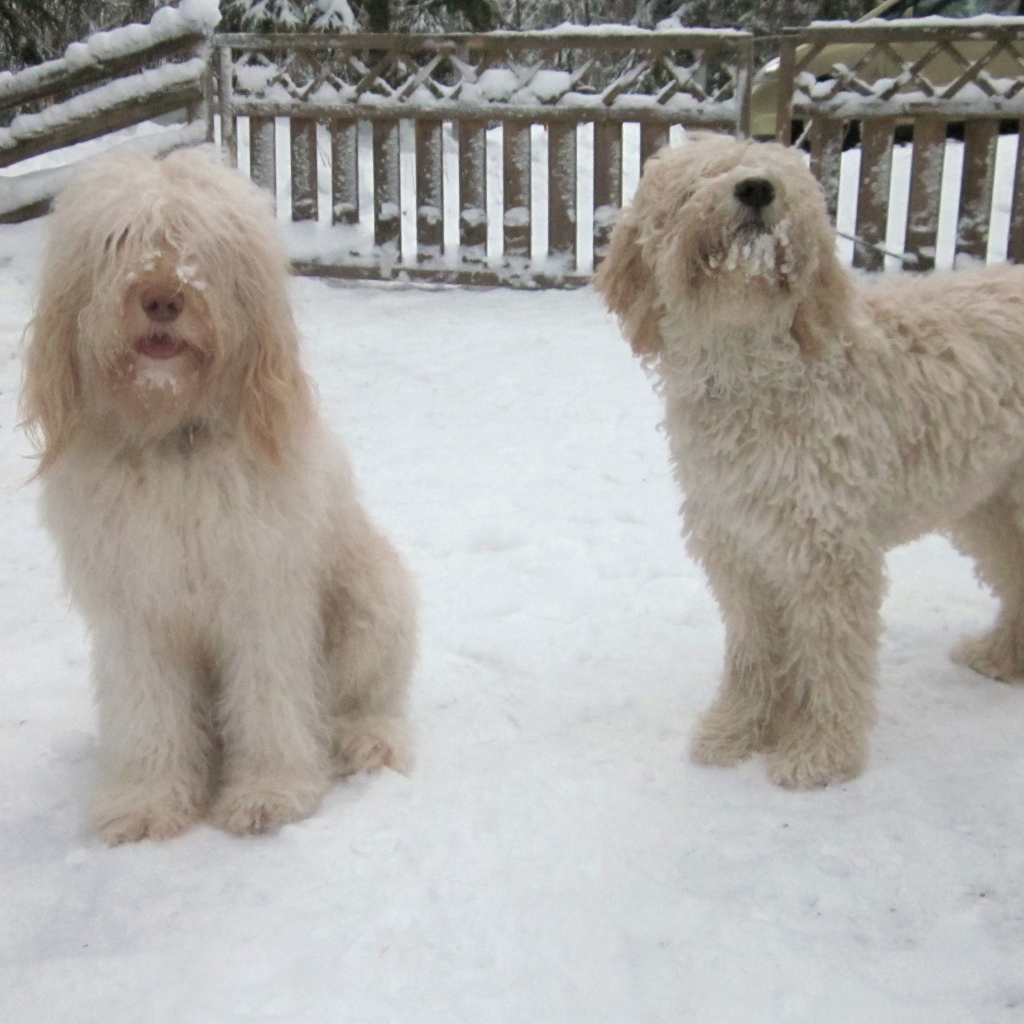 Белые собаки барбет