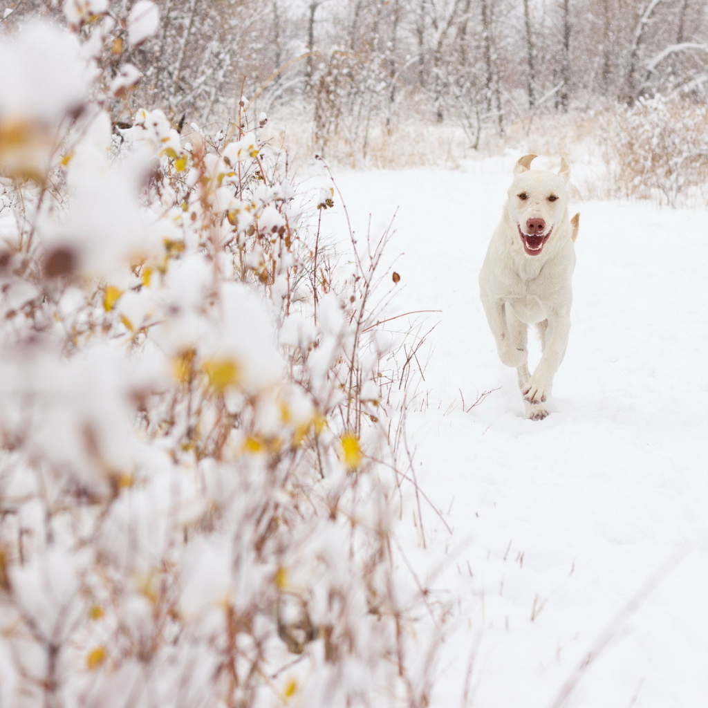 Белая собака на снегу