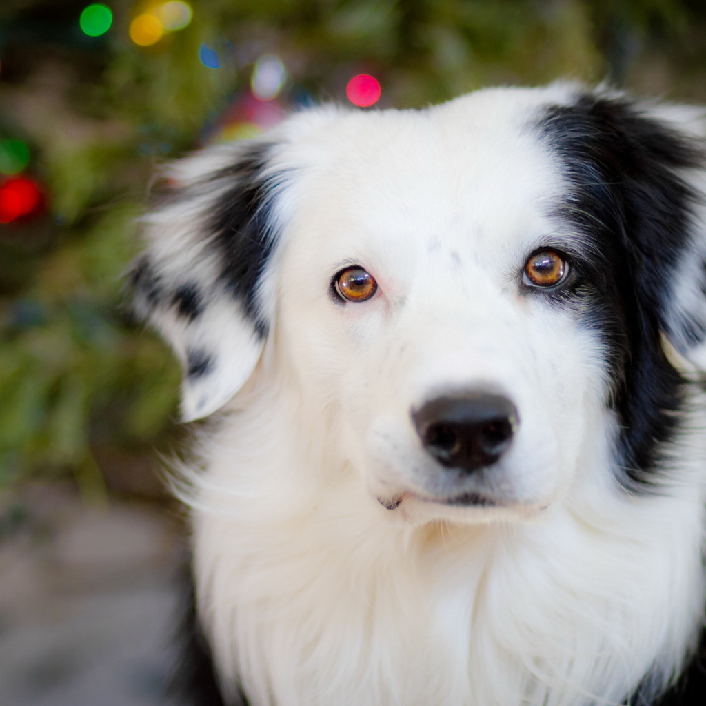 Белая морда собаки