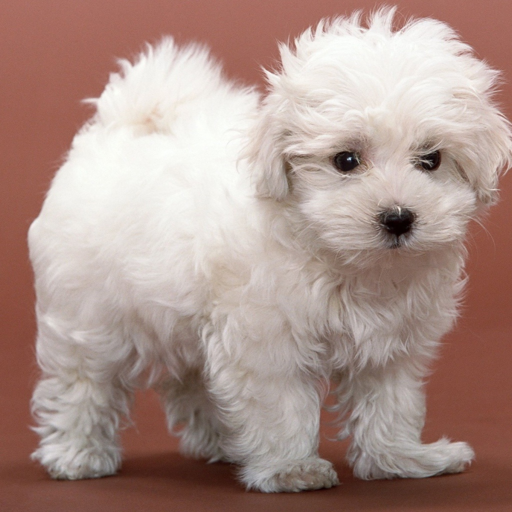 Белый пушистый щенок