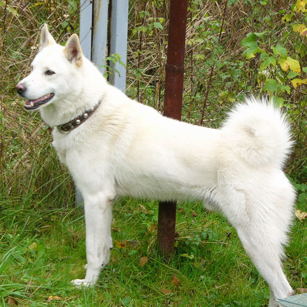 Белая лайка у забора