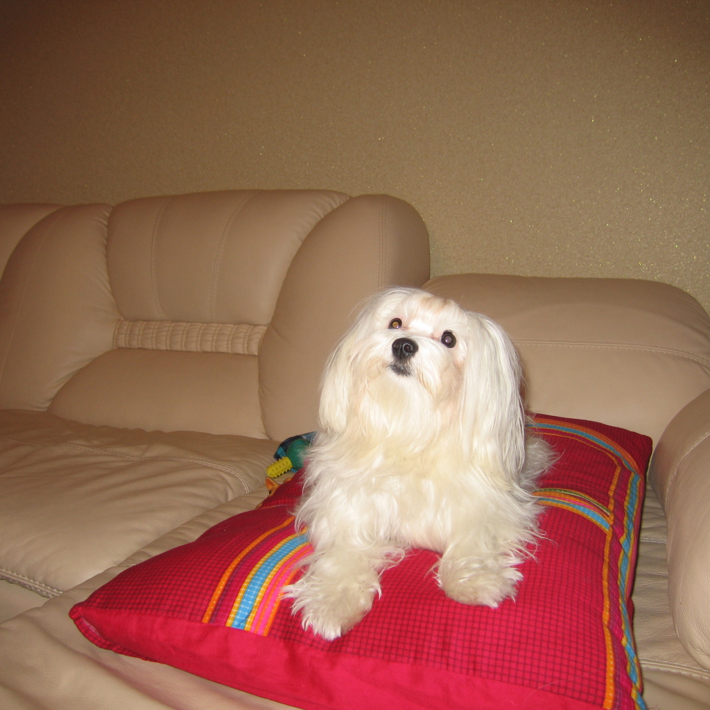 Белая болонка на диване