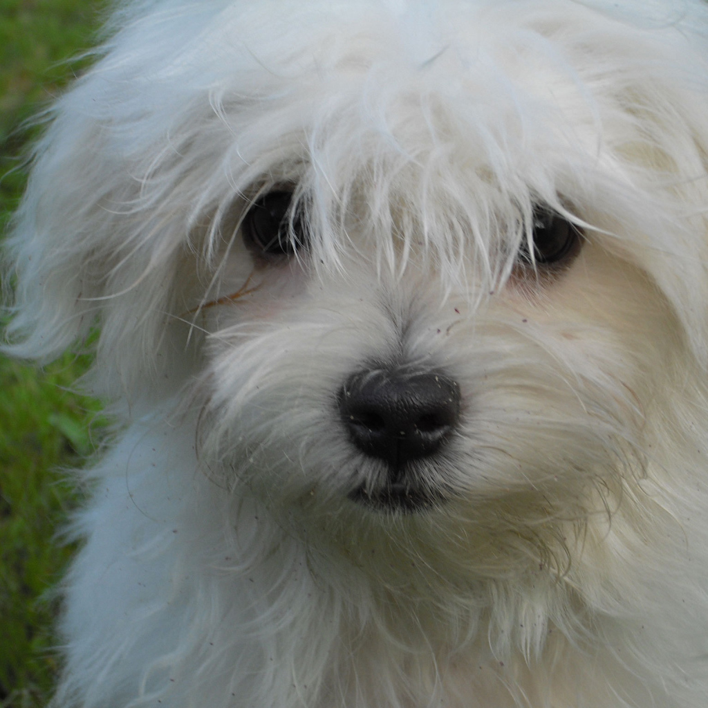 Белая болонка на газоне