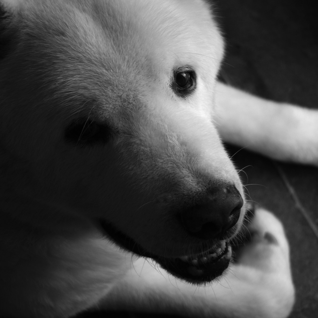 Белый щенок американской акиты