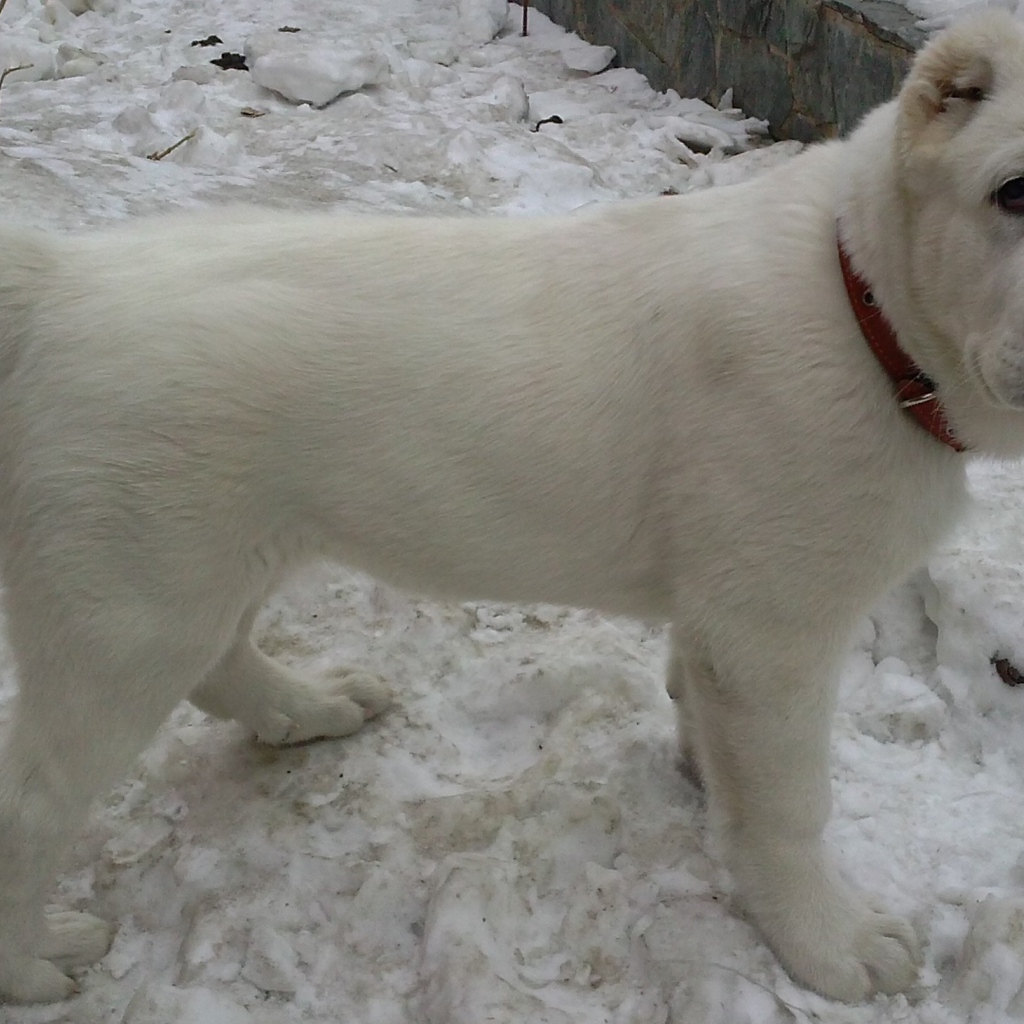 Белый щенок алабая