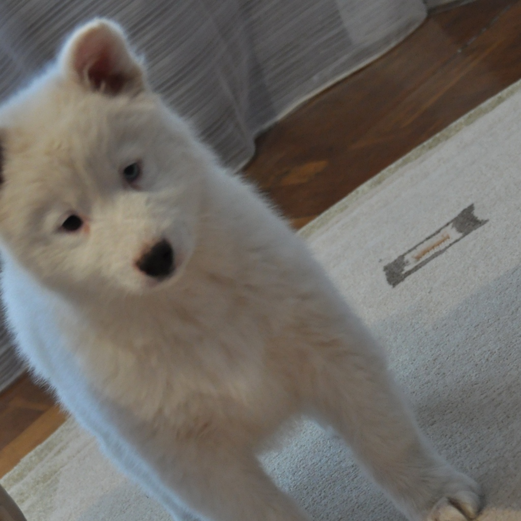 Белый щенок лайки