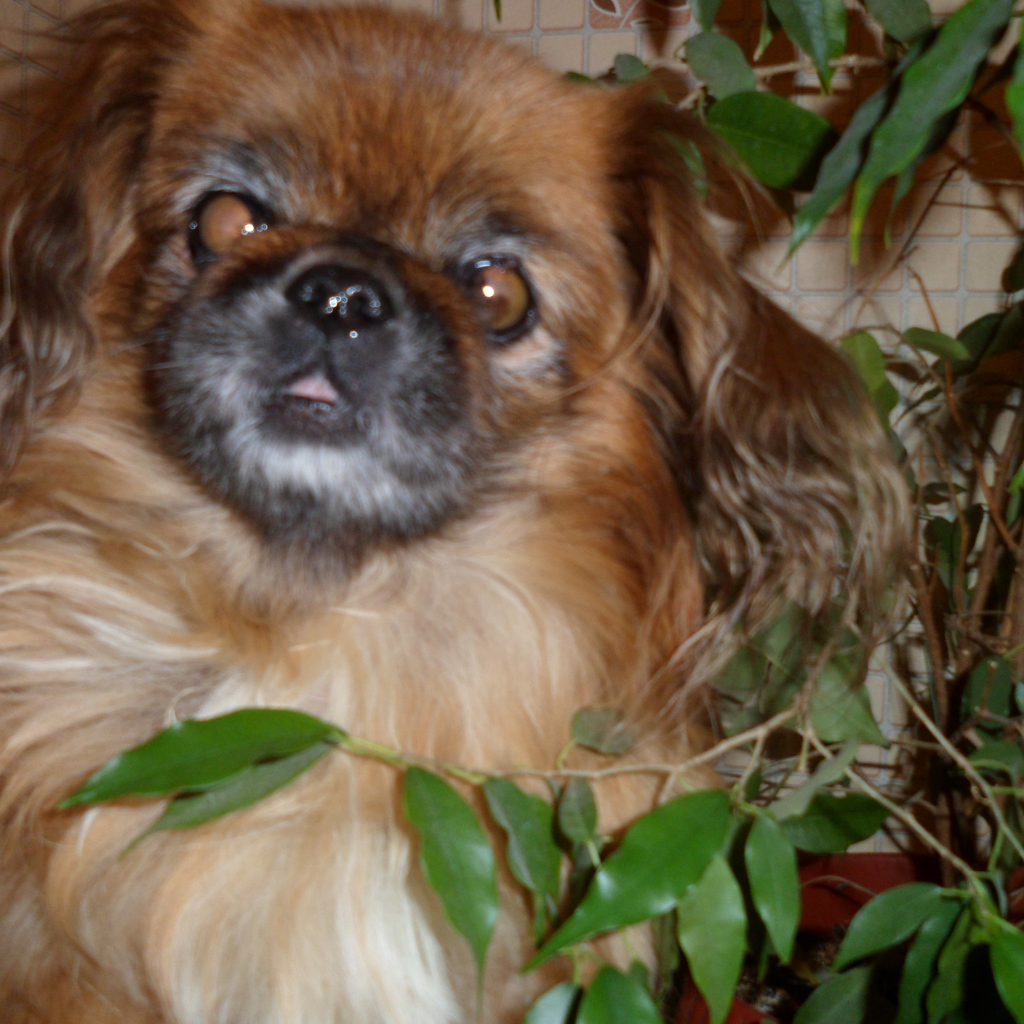 Безумный взгляд пекинеса