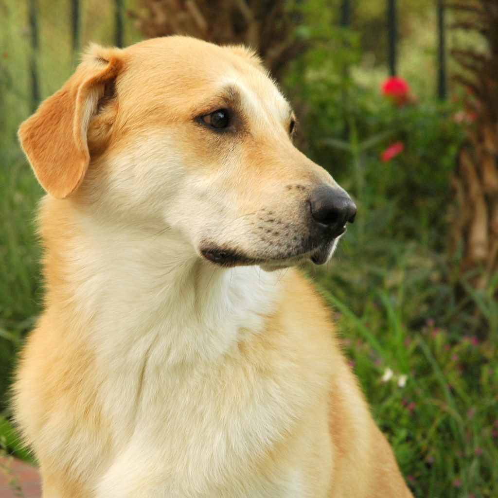 Желтый пес чинук