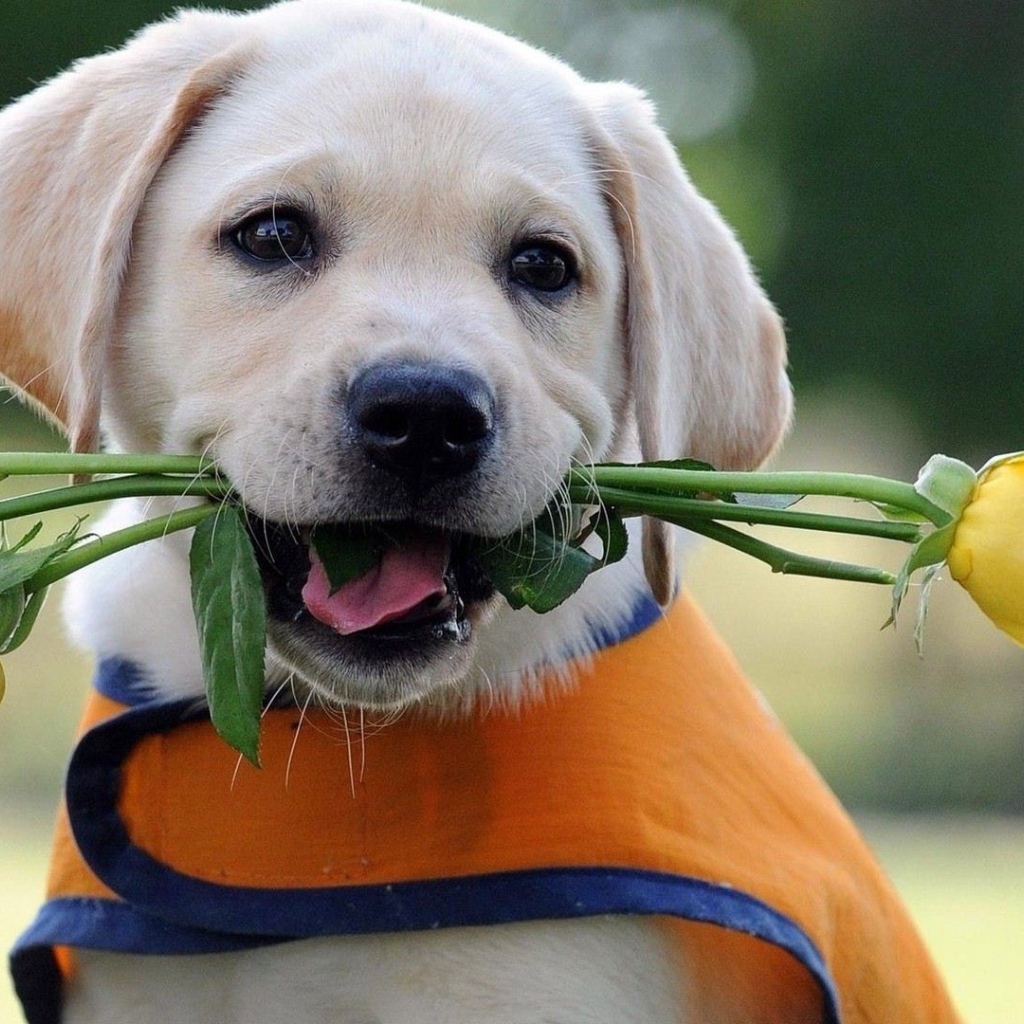 Щенок дарит жёлтые розы