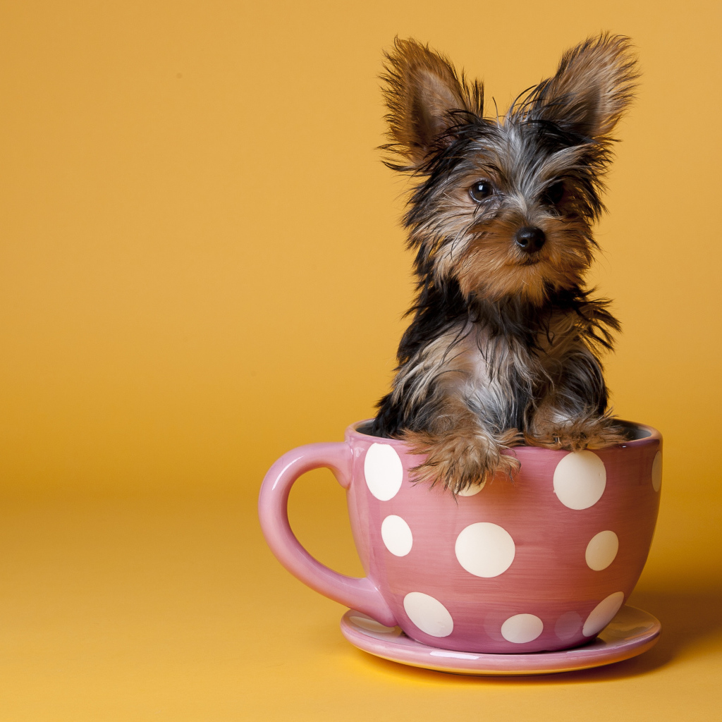 Йоркширский терьер в чашке