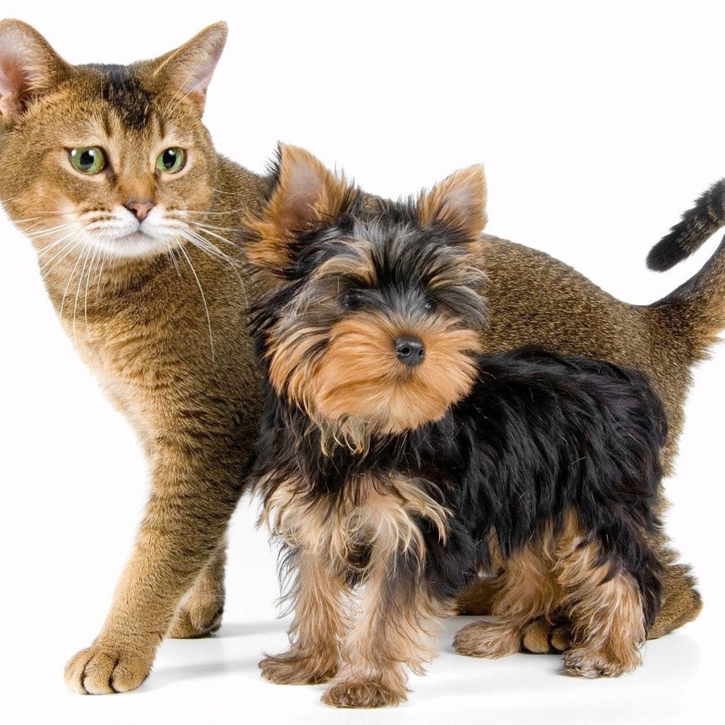 Йоркширский терьер рядом с котом