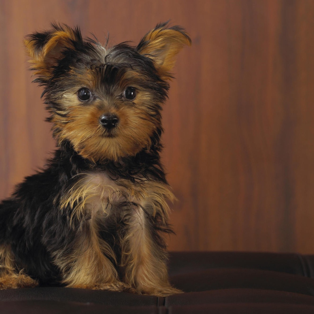 Йоркширский терьер позирует