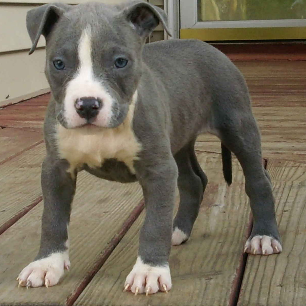 Молодой американский стаффордширский терьер